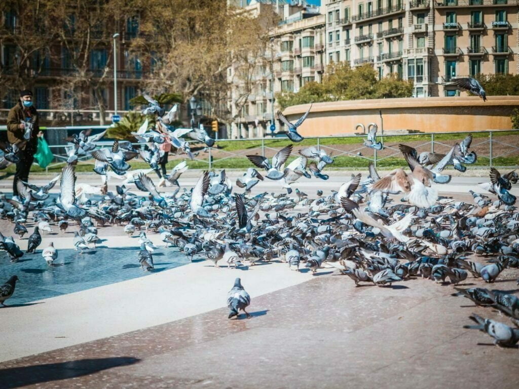 Plac kataloński i jego sekrety 1 plac kataloński pełen gołębi jedzących ziarno
