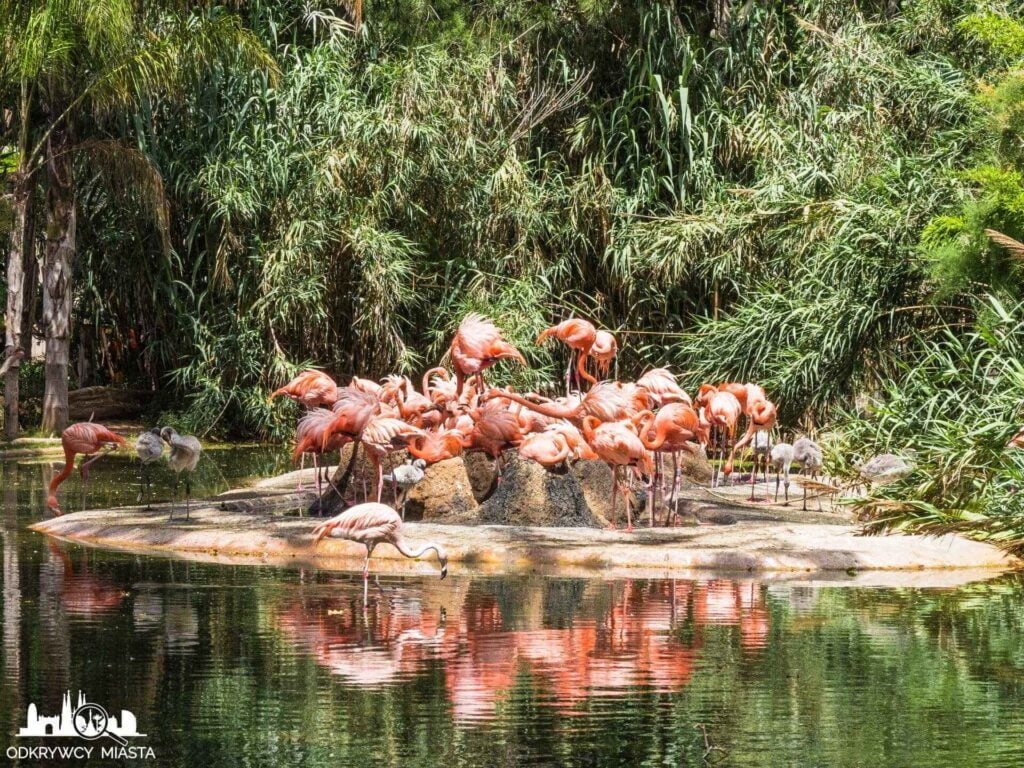 flamingi w barcelońskim zoo